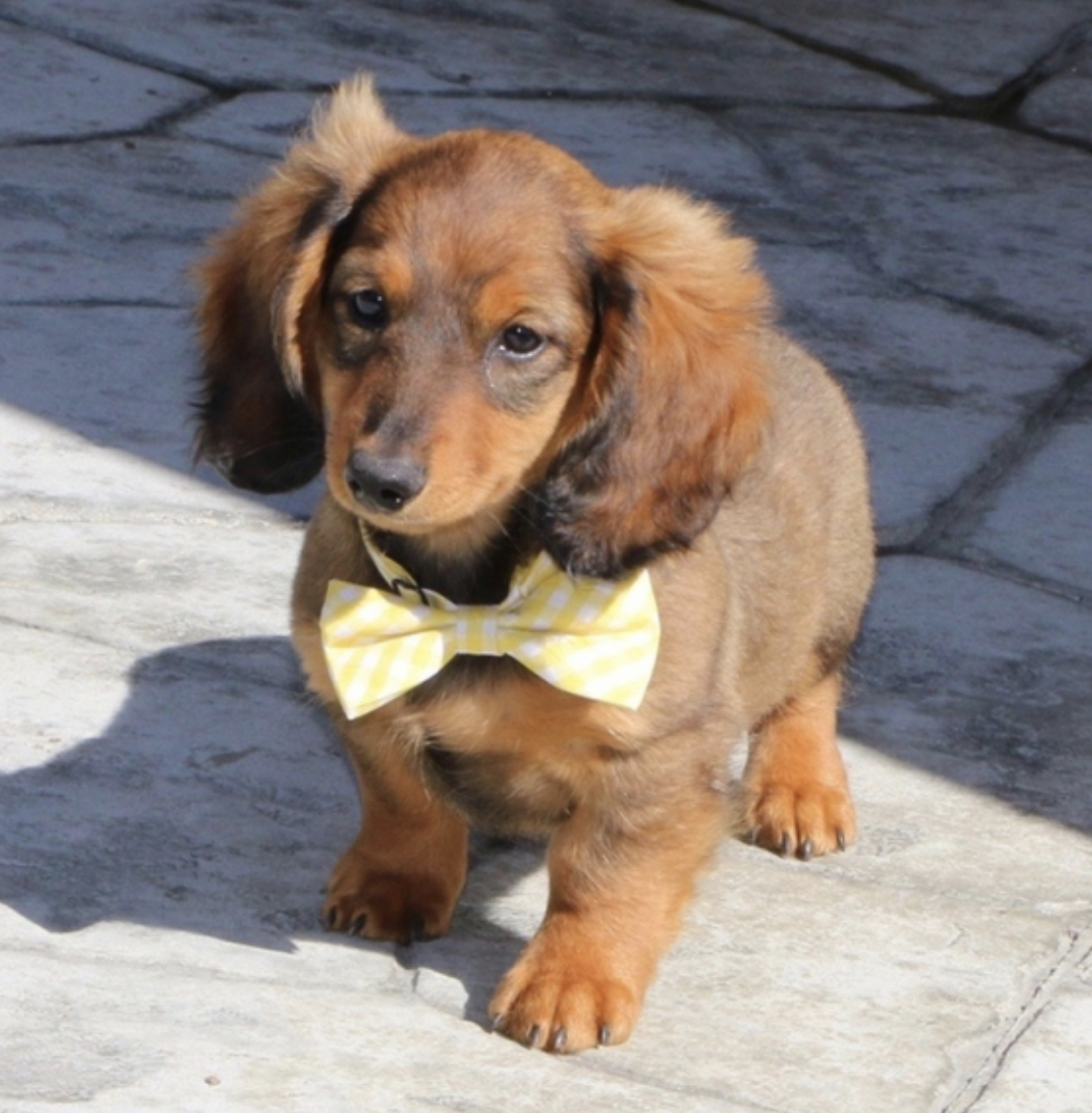 comprar cachorros sanos, baratos y asequibles para la venta